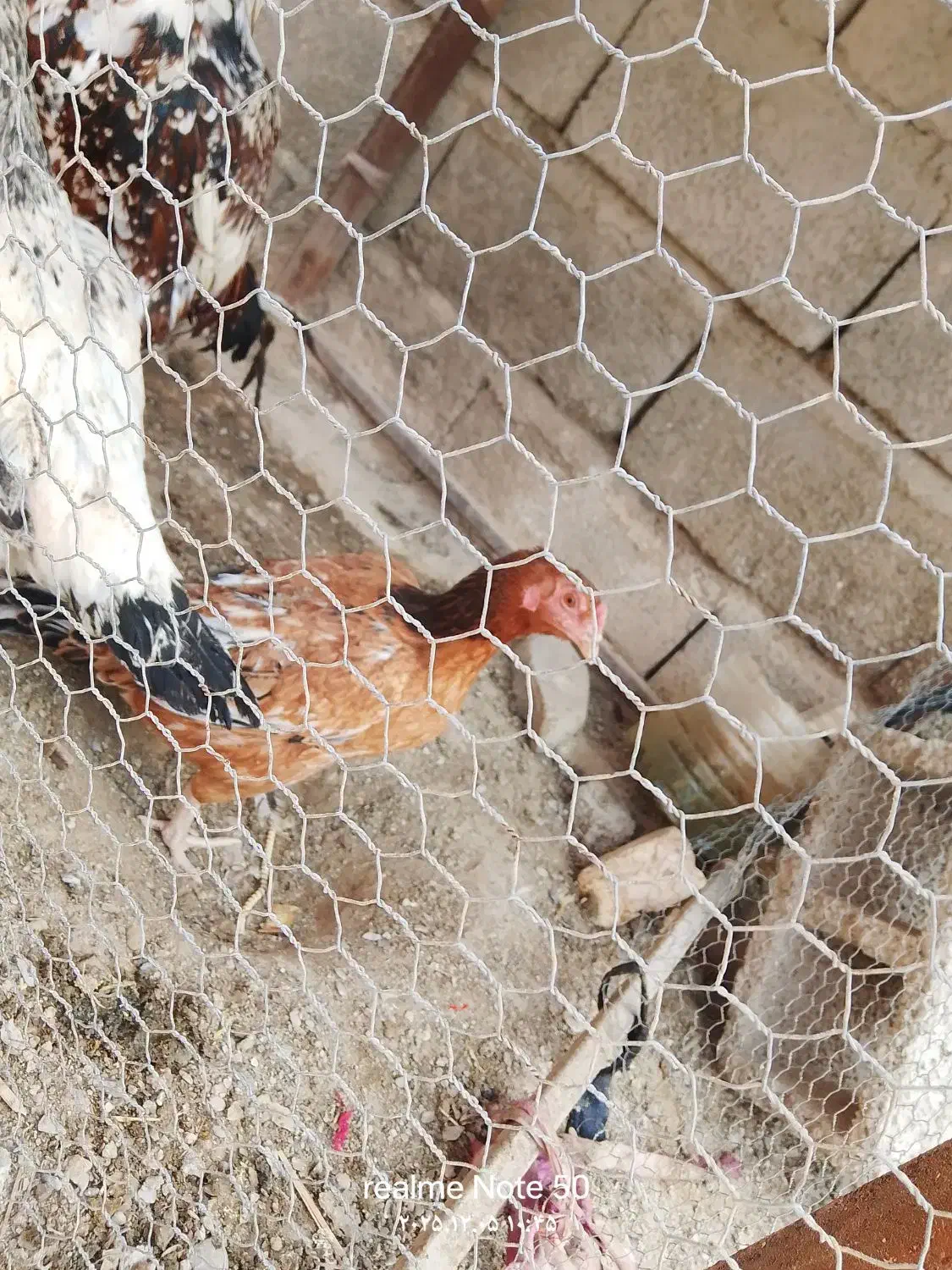 خروس لاری|حیوانات مزرعه|سراوان, |دیوار