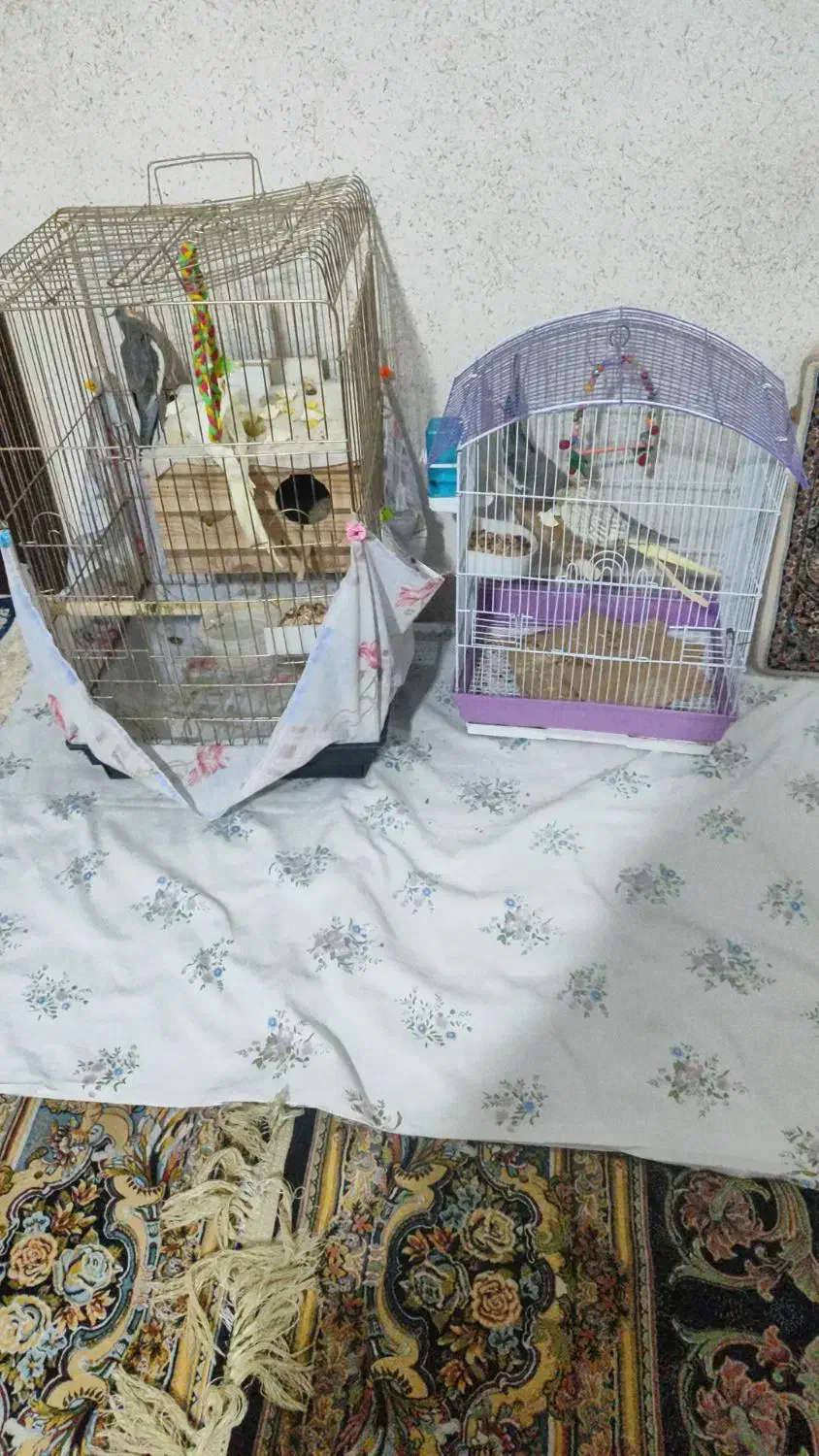 عروس هلندی|پرنده|تهران, اسکندری|دیوار