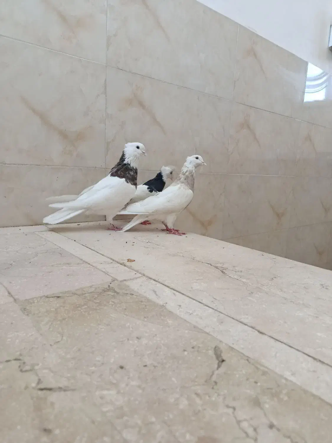 سه تا طوقی قاب ماده زاغ آبادانی عطقیه|پرنده|خمینی‌شهر, |دیوار