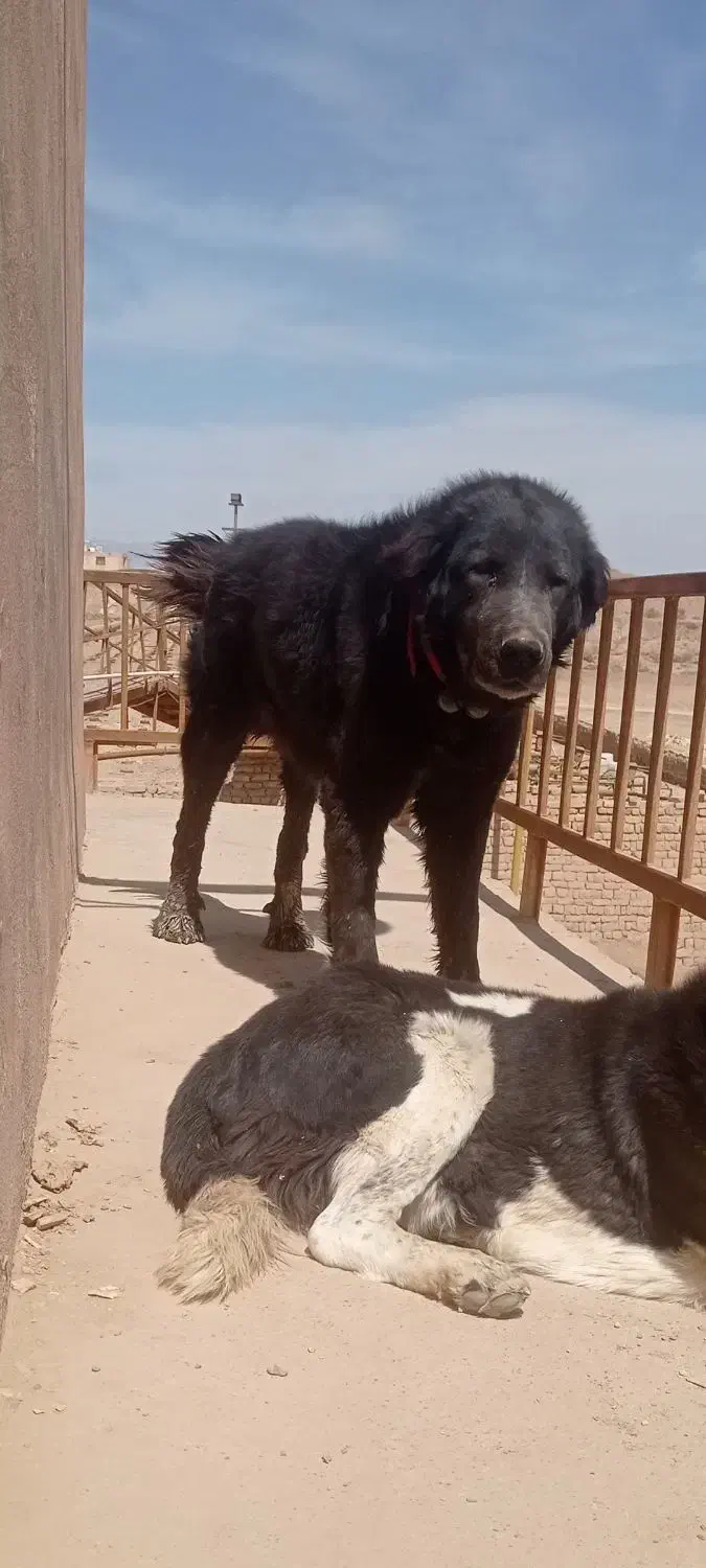 سگ دزدیده شده|سگ|اصفهان, شهرک صنعتی جی|دیوار