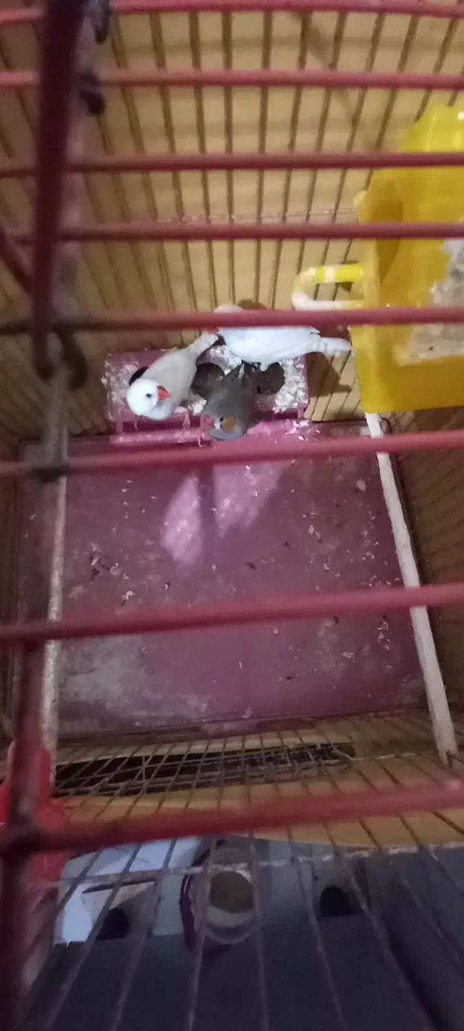 فنچ زبرا قیمت ۶۰۰|حیوانات|بندر ماهشهر, |دیوار