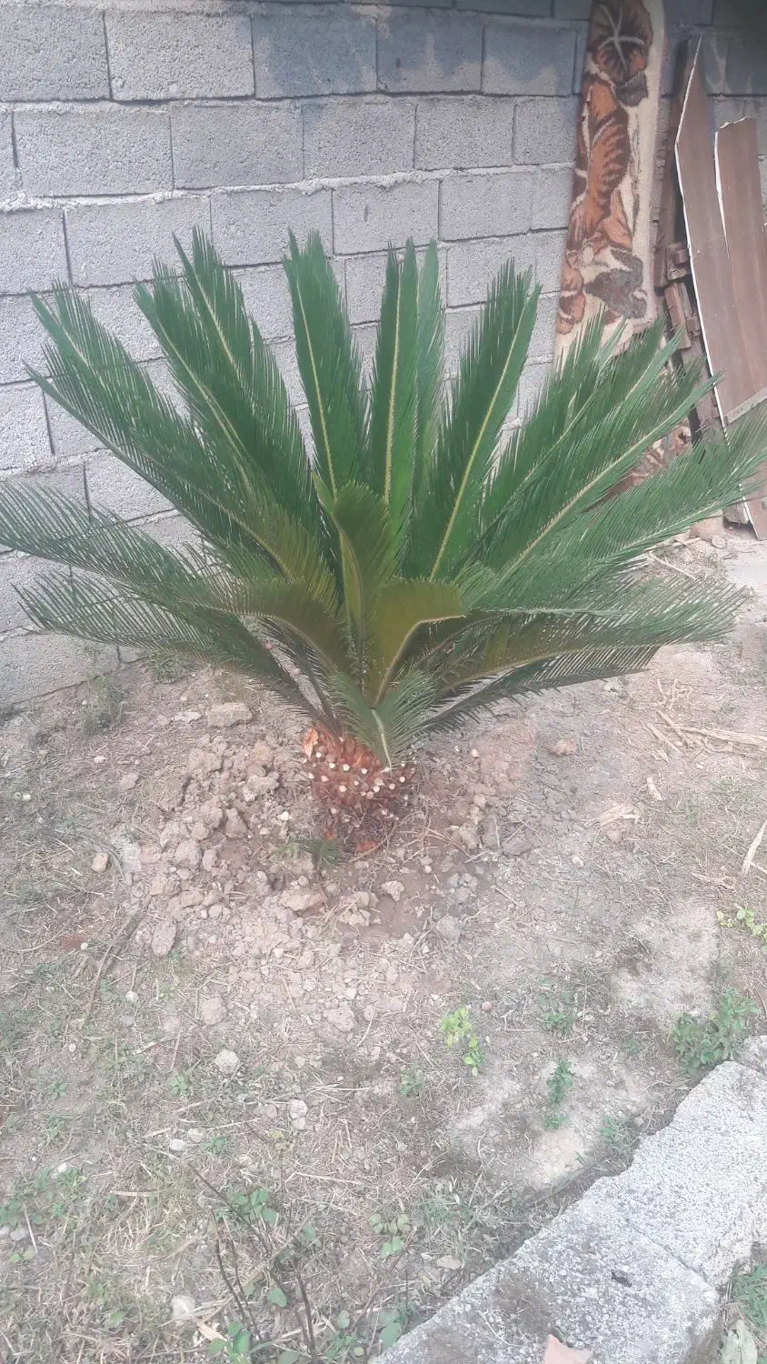 فروش دو عدد سیکاس|گل و گیاه طبیعی|چمستان, |دیوار