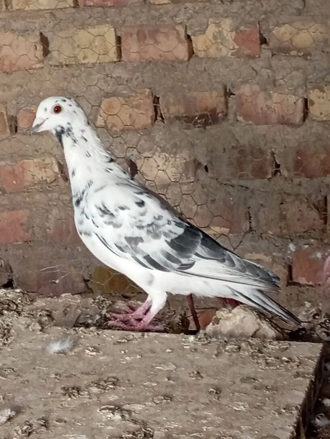 گرفتنی|پرنده|زابل, |دیوار