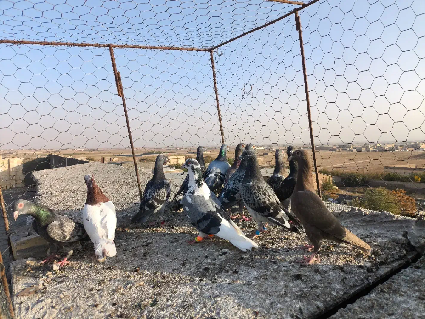 کفتر پرشی|پرنده|مشهد, شهید احمدی روشن|دیوار