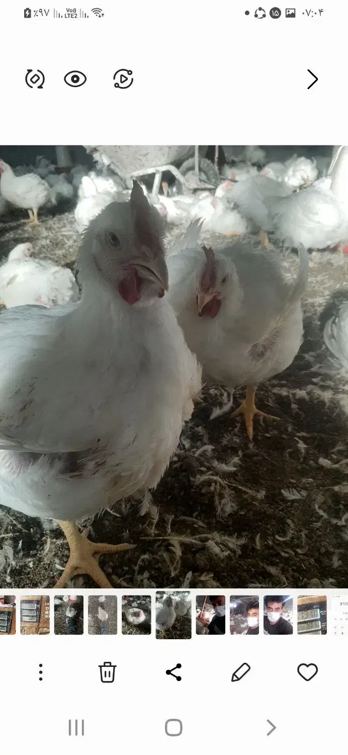 مرغداری گوشتی مشگین شهراجاره داده میشود|اجارهٔ دفتر صنعتی، کشاورزی، تجاری|مشگین شهر, |دیوار