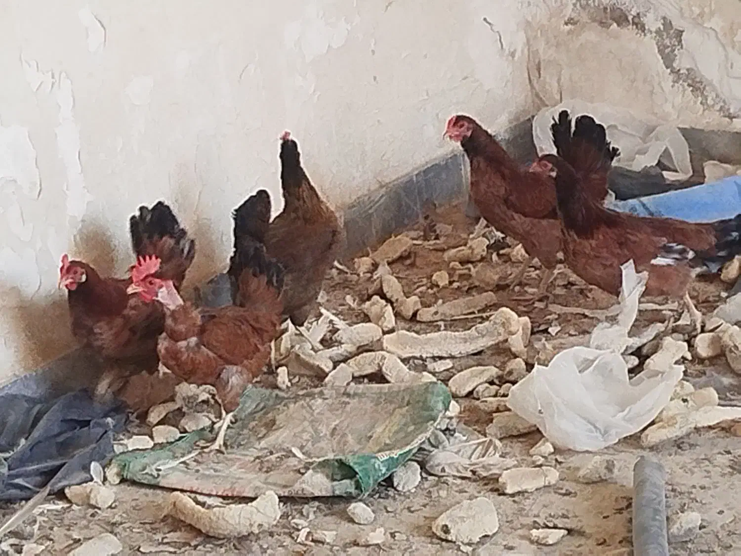 مرغ وخروس محلی اصل|حیوانات مزرعه|باوی, |دیوار