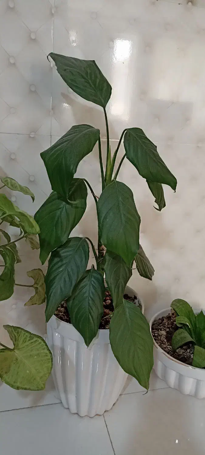 گلهای زیبا|گل و گیاه طبیعی|سرپل ذهاب, |دیوار