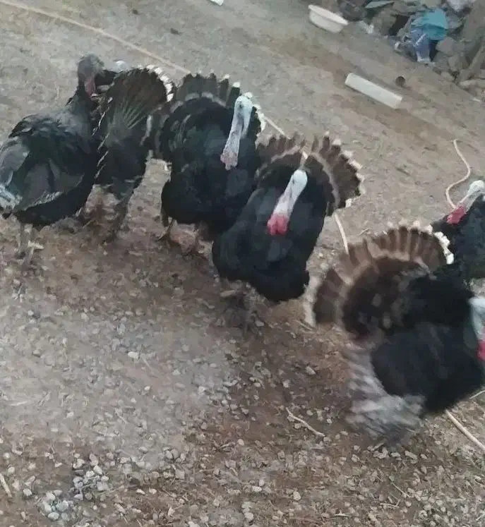 بقلمون|حیوانات مزرعه|هیرمند, |دیوار