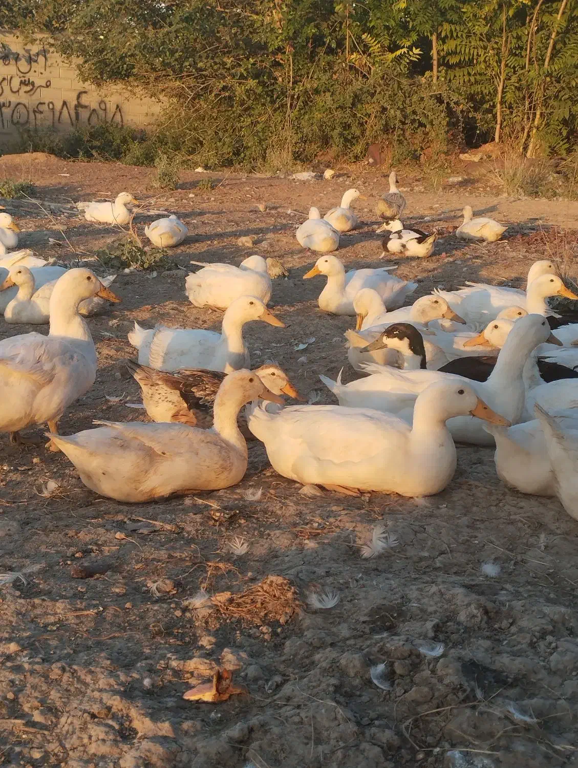 ۸۰عدد اردک پکنی تخم گذار|حیوانات مزرعه|گرگان, |دیوار