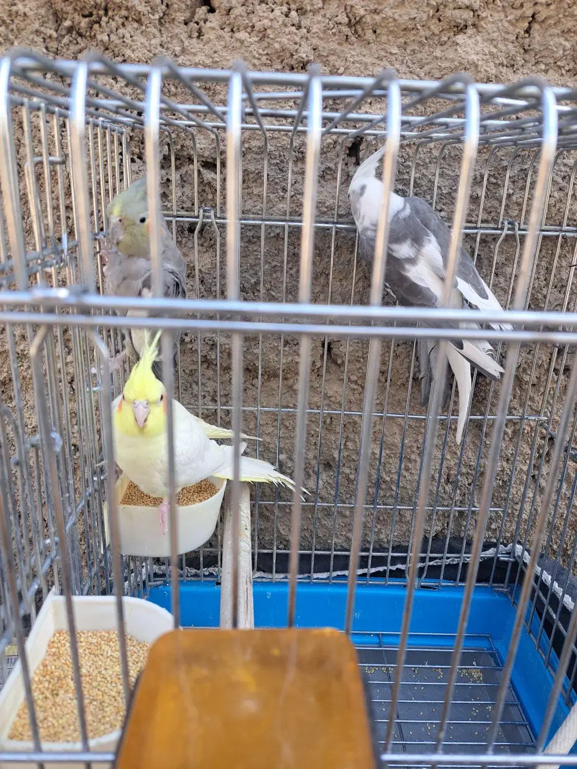 عروس هلندی وات فیس|پرنده|اندیشه, اندیشه فاز ۵|دیوار