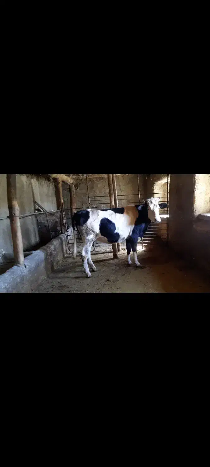 تلیسه سمینتال آبستن ۸ ماهه|حیوانات مزرعه|سروآباد, |دیوار