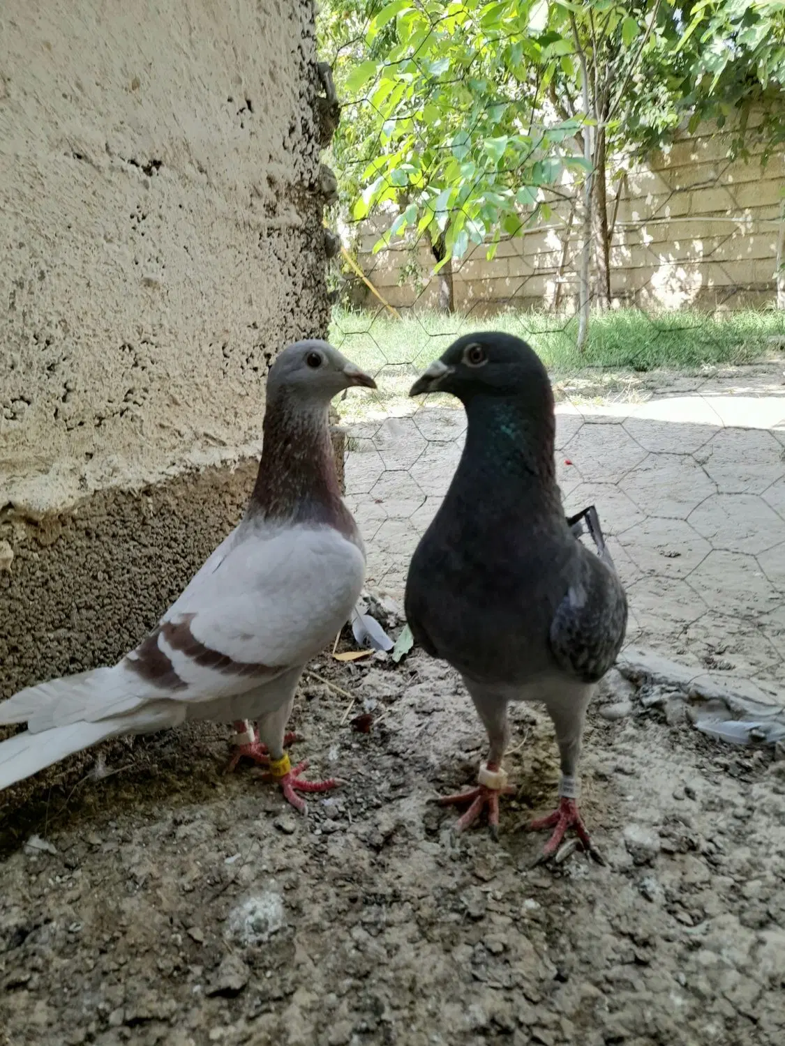 کبوتر|پرنده|گنبد کاووس, |دیوار