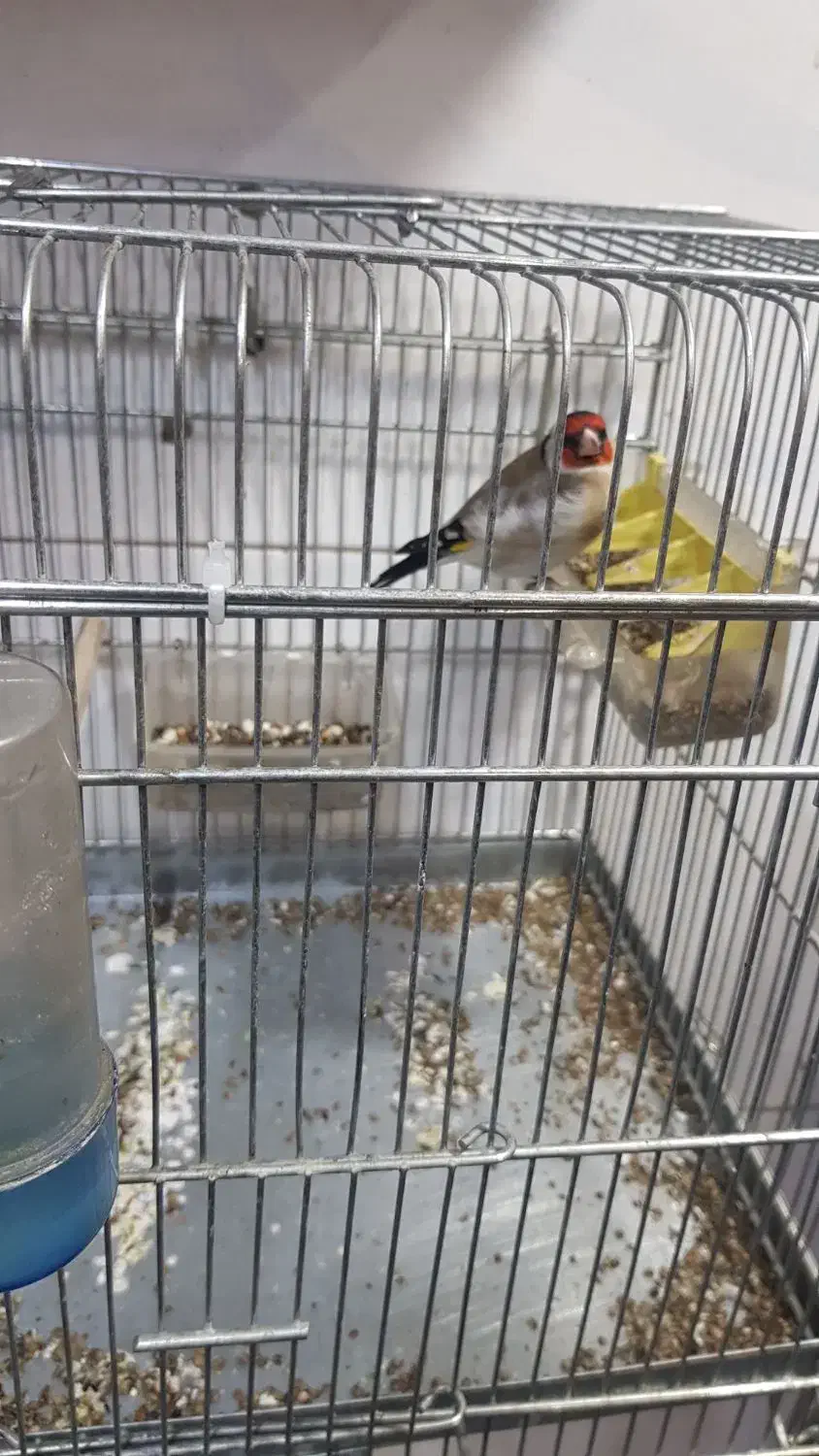 سهره امساله|پرنده|تهران, امام زاده عبدالله|دیوار