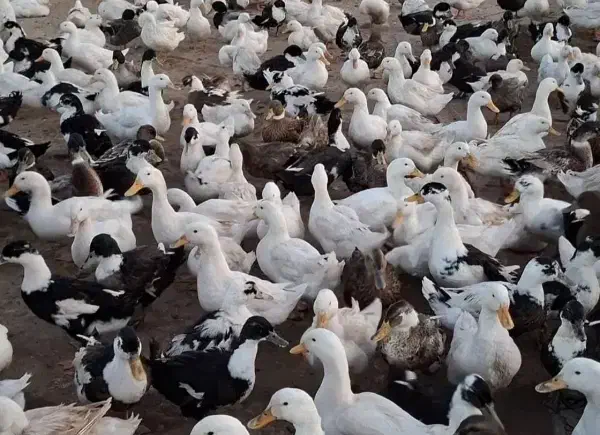 اوردک سالم سرحال|حیوانات مزرعه|رضوانشهر, |دیوار