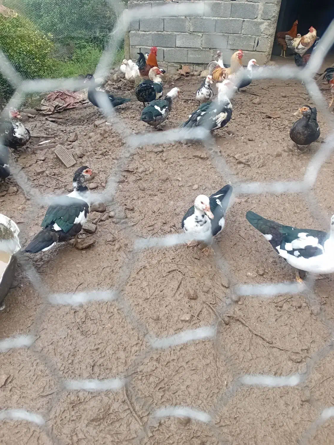 اردک و قو غاز و غاز اسرائیلی|حیوانات مزرعه|هچیرود, |دیوار