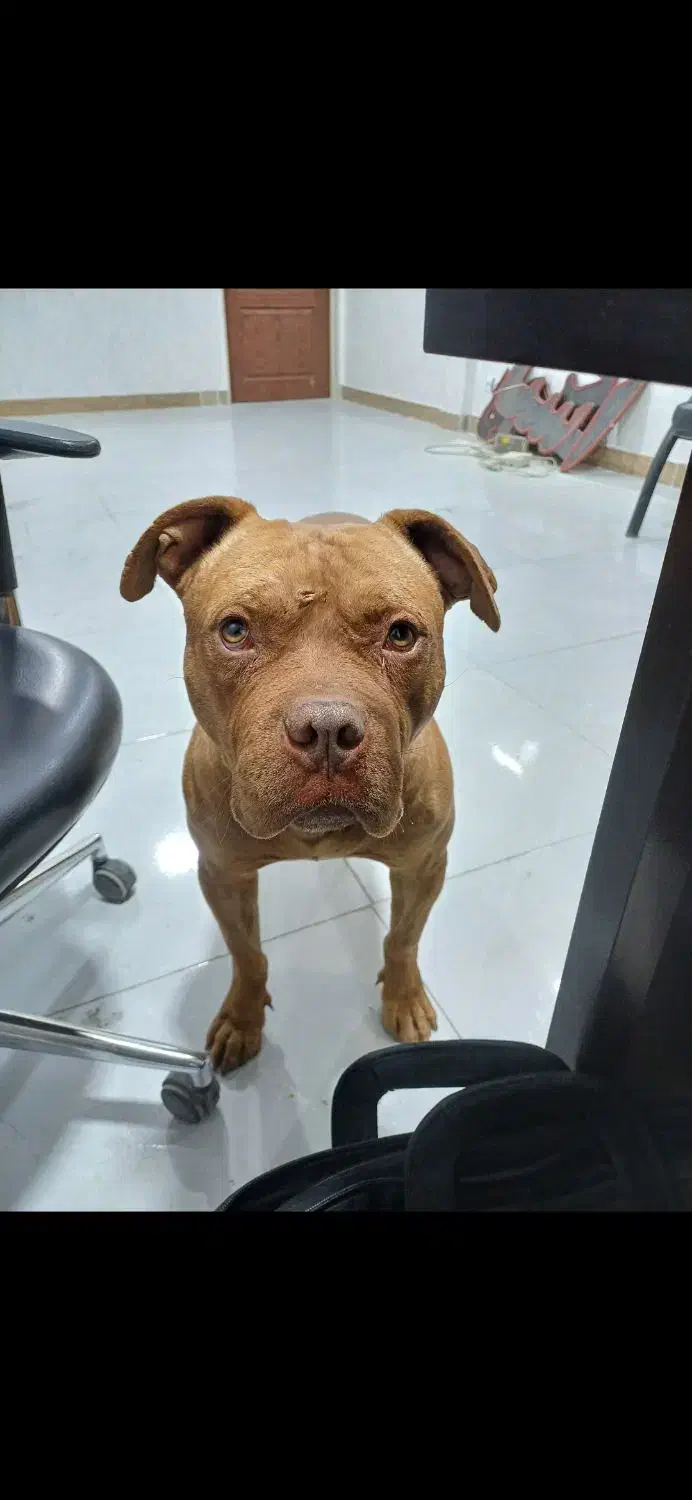 سگ گمشده|حیوانات|پاکدشت, پاکدشت (مامازند)|دیوار