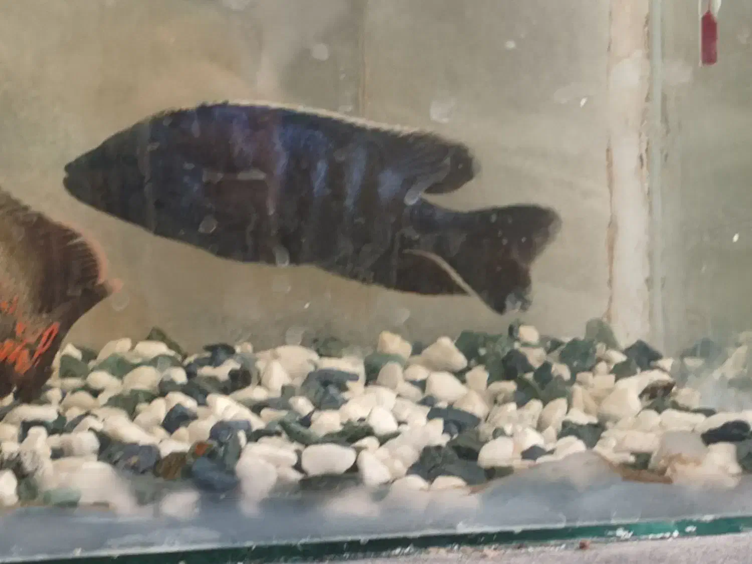 فروشی|ماهی|سیرجان, |دیوار