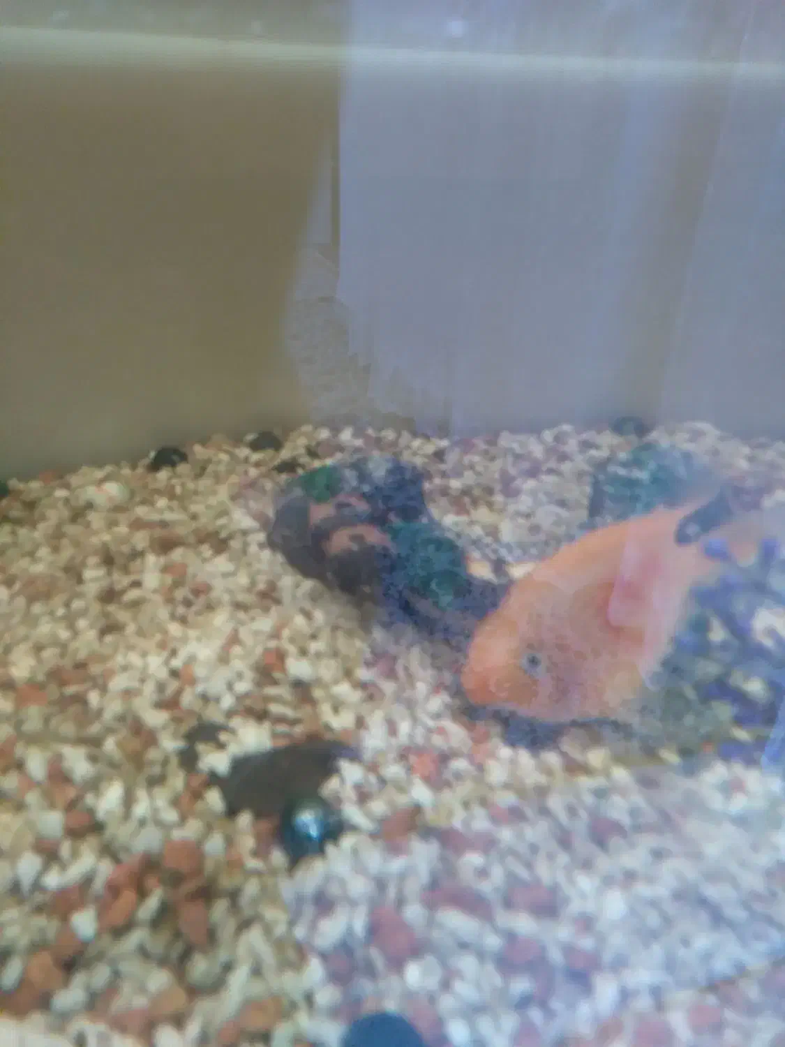 ماهی پرت و لجن خوار|ماهی|شاهرود, |دیوار