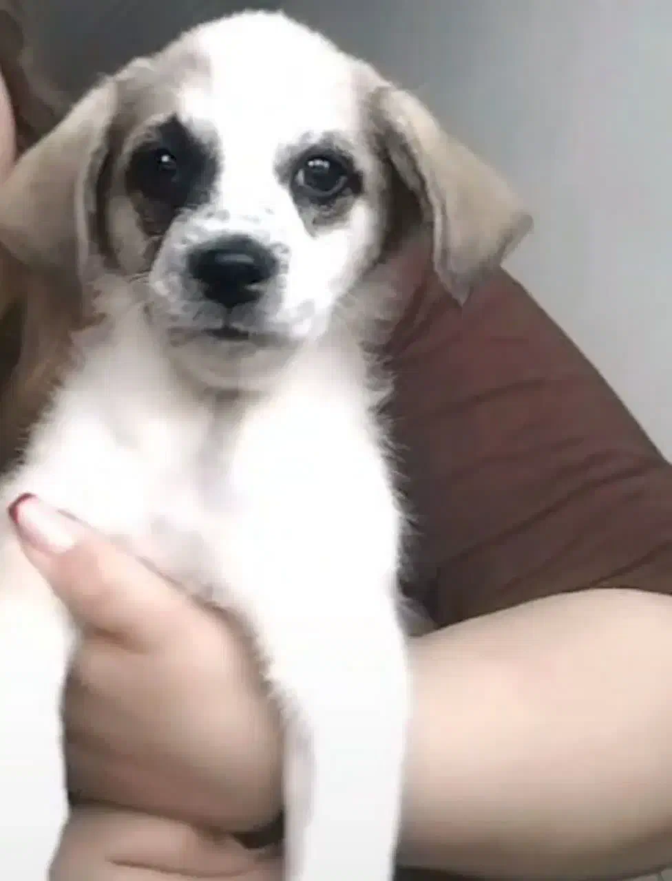 گمشده|حیوانات|نجف‌آباد, امام خمینی|دیوار