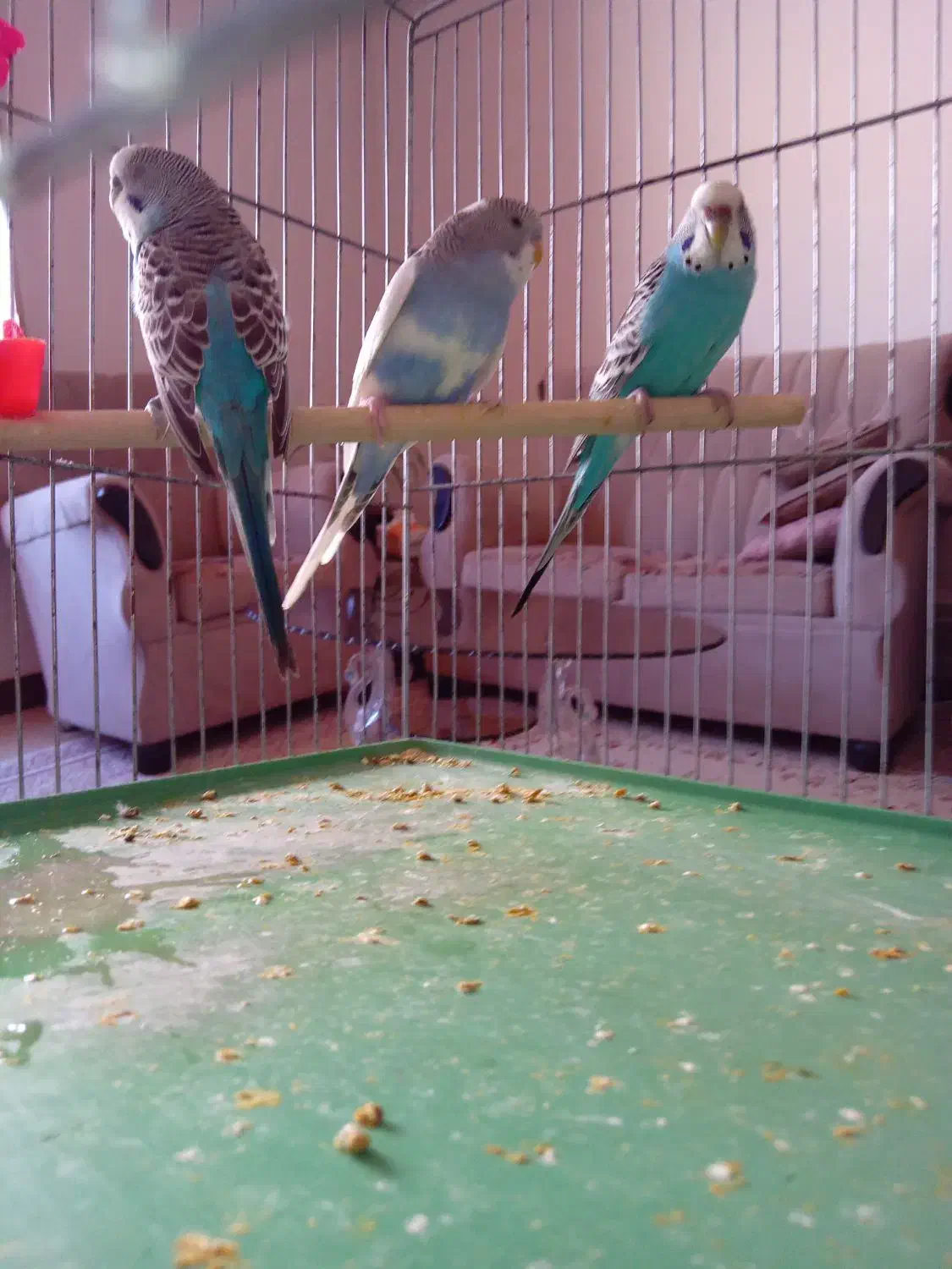 مرغ عشق دانه ای ۱۸۰هزار|پرنده|هشتگرد, فاز ۷ مهستان|دیوار