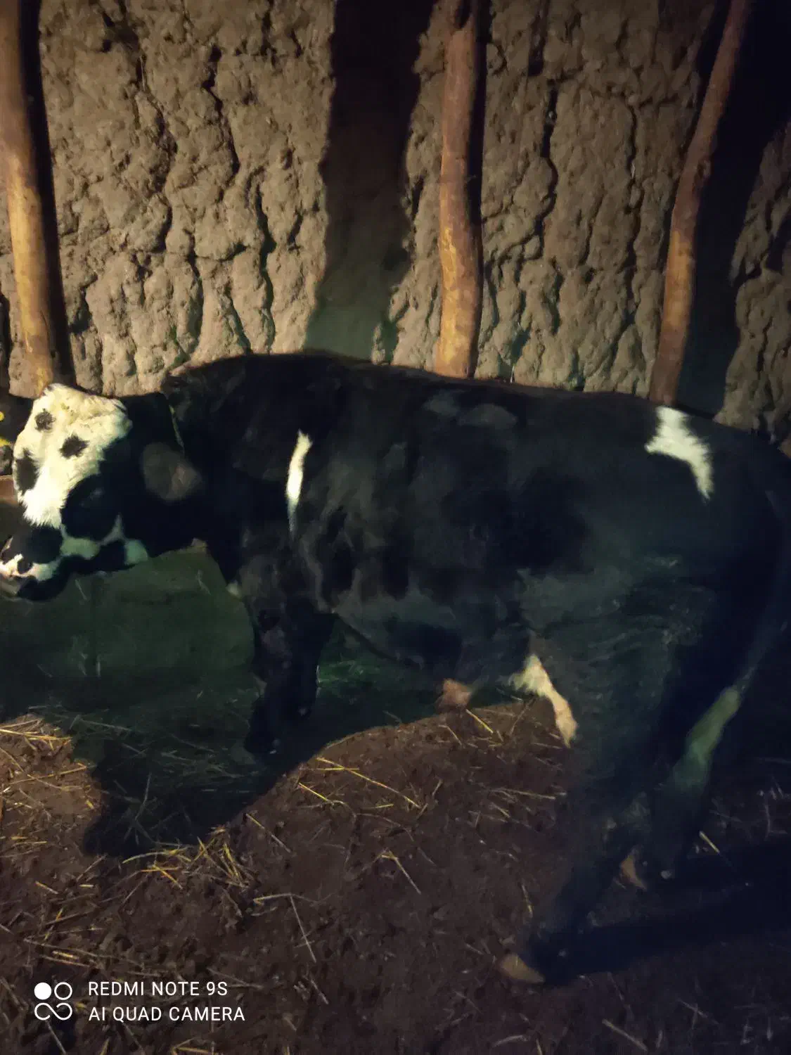 گاونر|حیوانات مزرعه|مشگین شهر, |دیوار