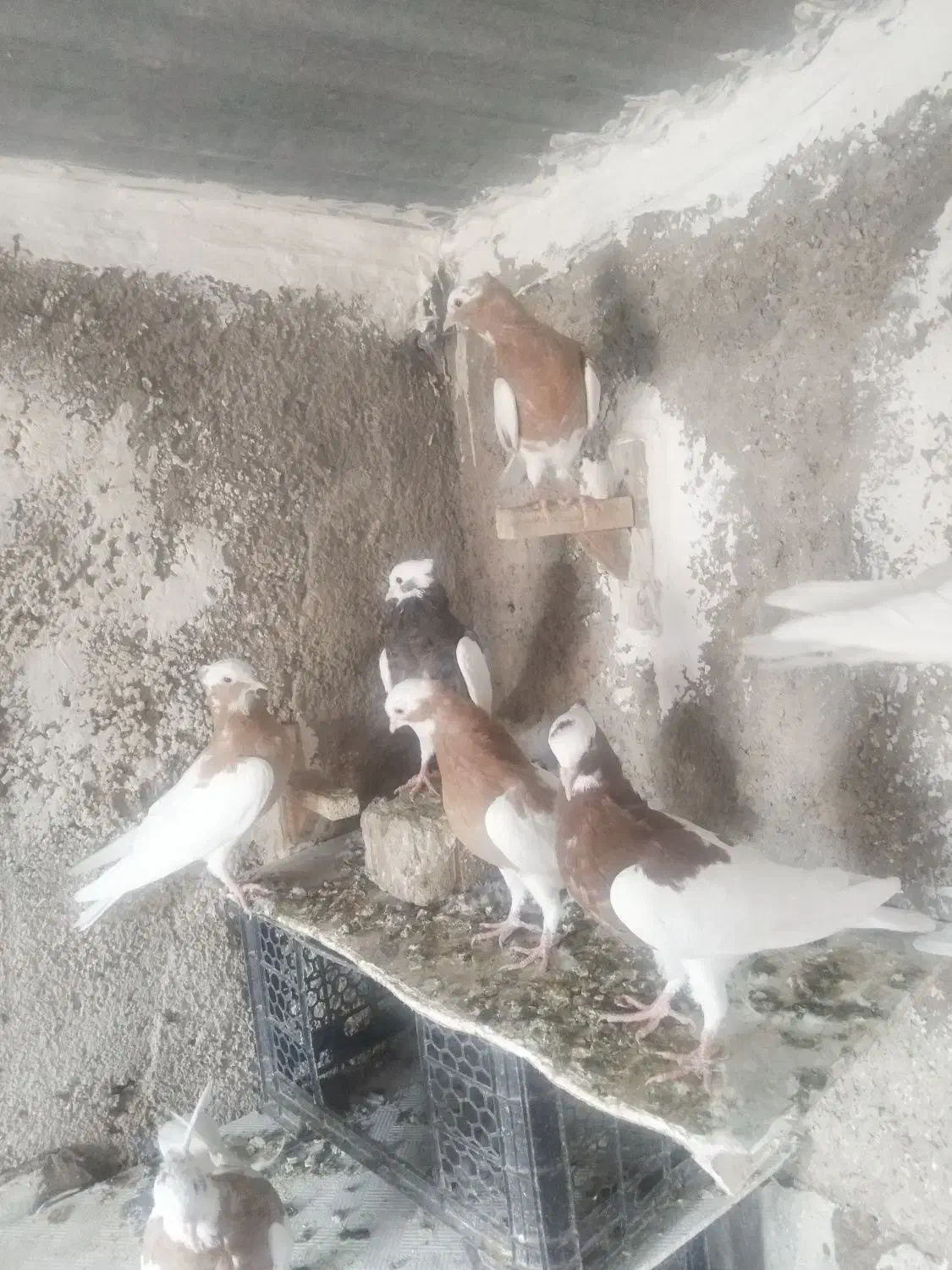 طوقی طوق زرد طوق سرخ کله سینه|پرنده|شیراز, کوشک میدان|دیوار