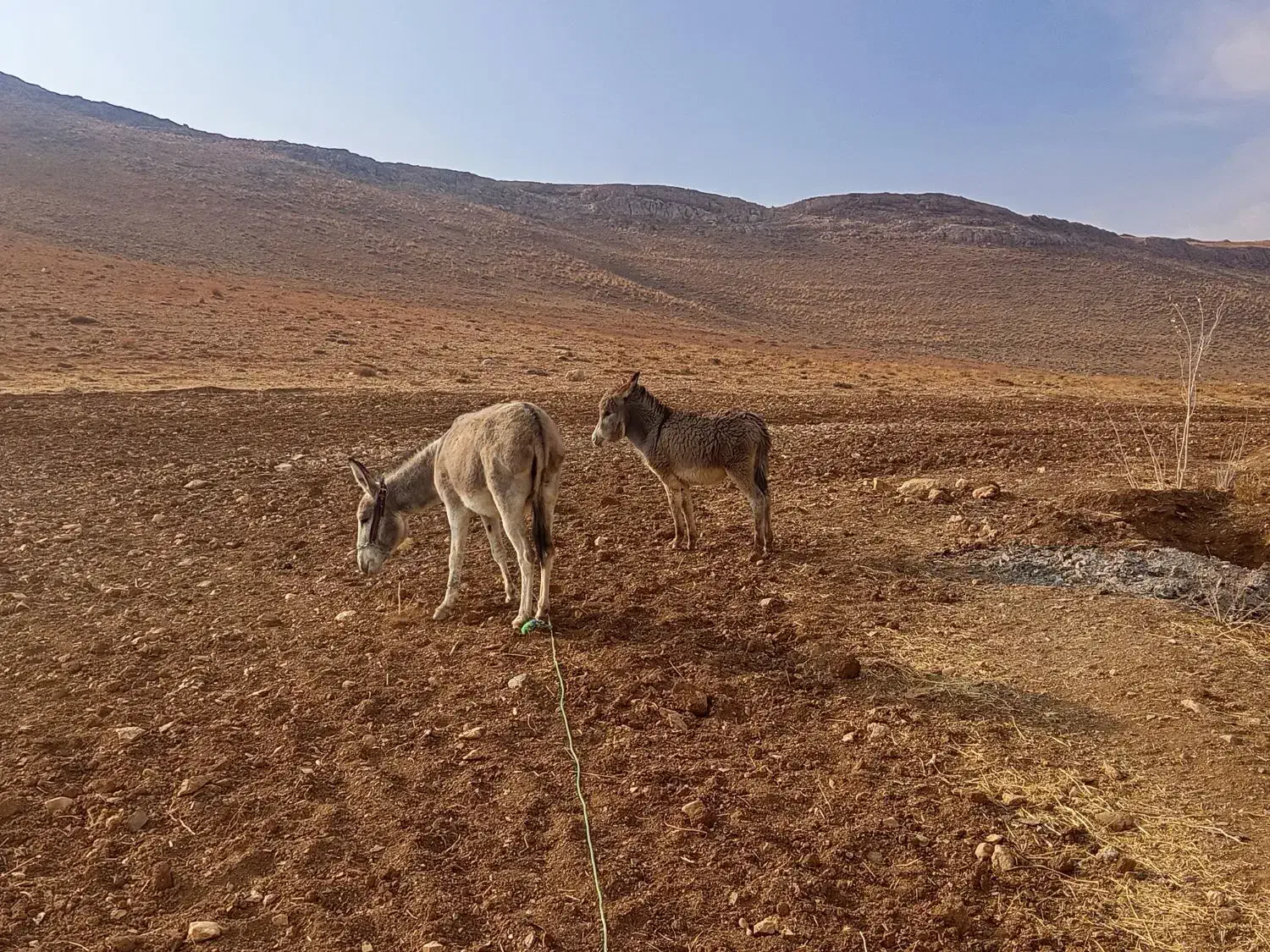 الاغ|حیوانات مزرعه|بیجار, |دیوار