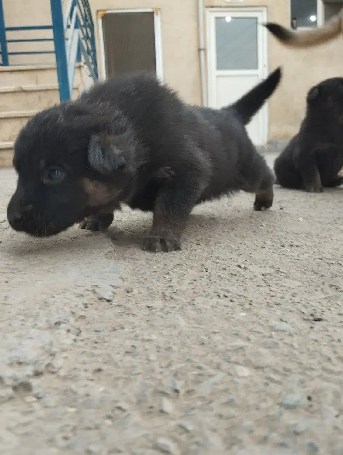 واگذاری سگ ژرمن شپرد|سگ|تهران, شهرک طالقانی|دیوار