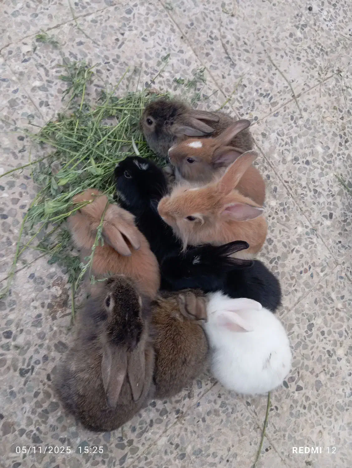 خرگوش پشمالو|موش و خرگوش|ایرانشهر, |دیوار