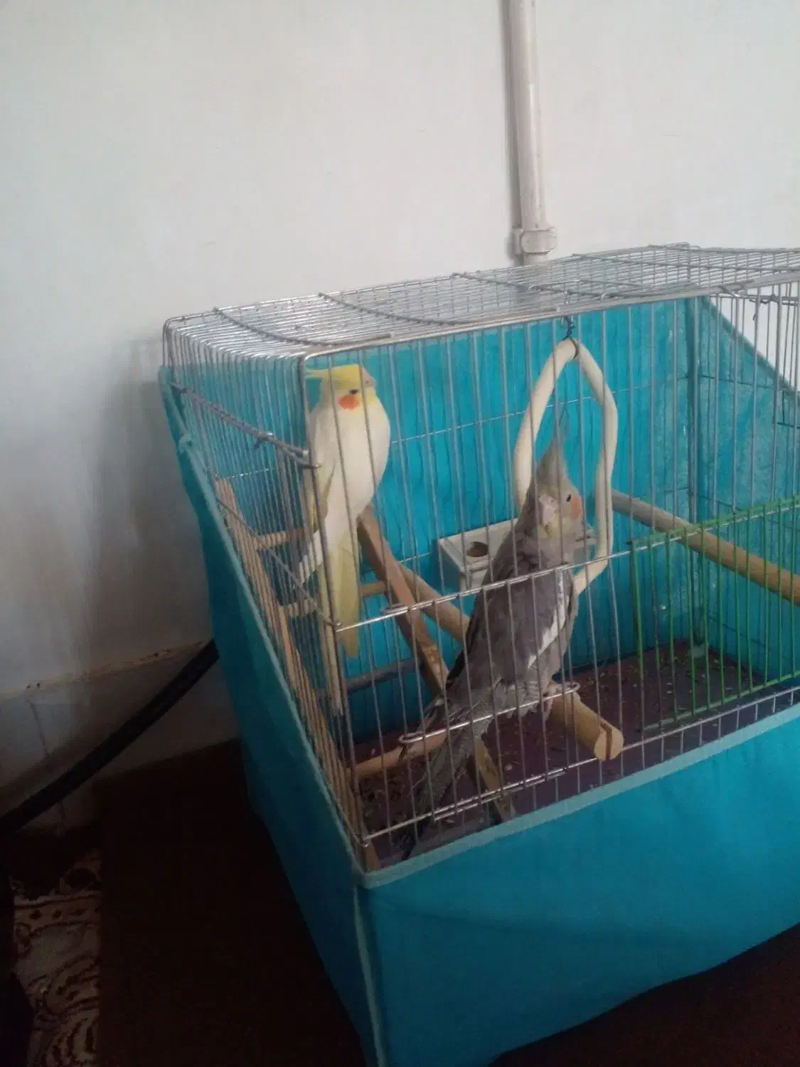 عروس هلندی یک ساله با قفس|پرنده|دره شهر, |دیوار