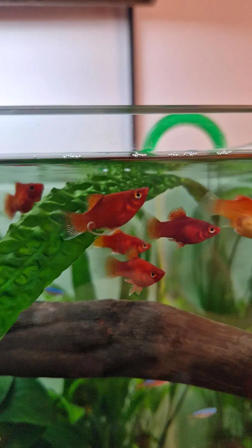 ۲ عدد آنجل بلوگارنین و ۱۰ عدد پلاتی خونی|ماهی|ری, دولتآباد|دیوار