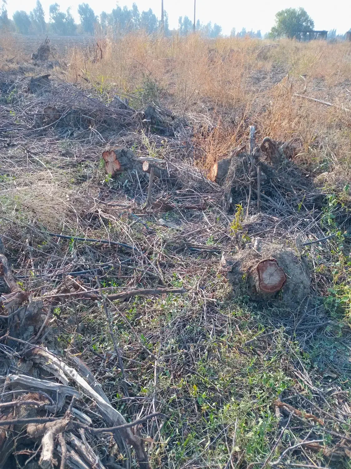 درخت|گل و گیاه طبیعی|گنبد کاووس, |دیوار