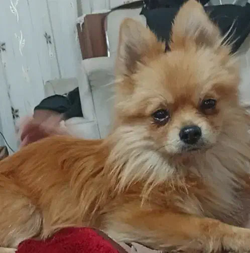 سگ گمشده|حیوانات|سبزوار, قلعهنو دهزار|دیوار