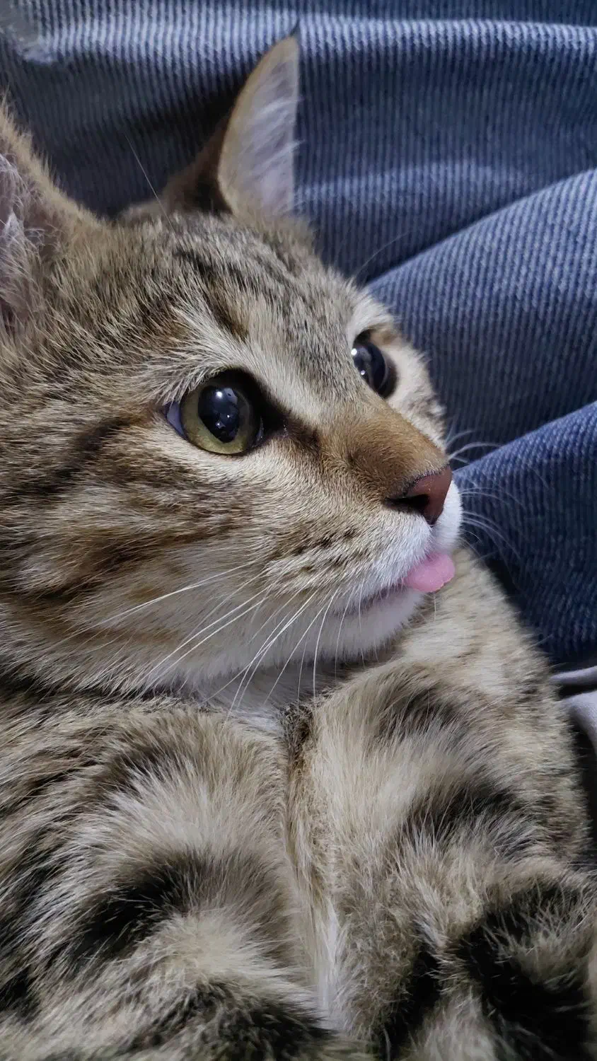 واگذاری رایگان گربه|گربه|مبارکه, |دیوار