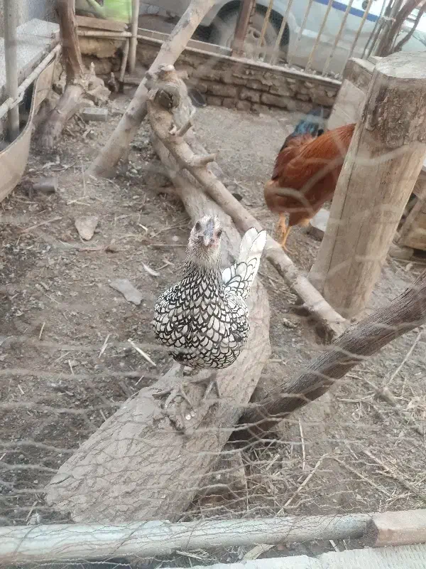 خروس|حیوانات مزرعه|مشهد, هنرستان|دیوار