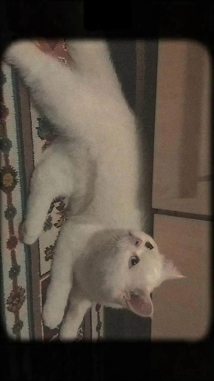 گربه اسکاتیش سفید و بلو نرو ماده|گربه|فردیس, فردیس|دیوار