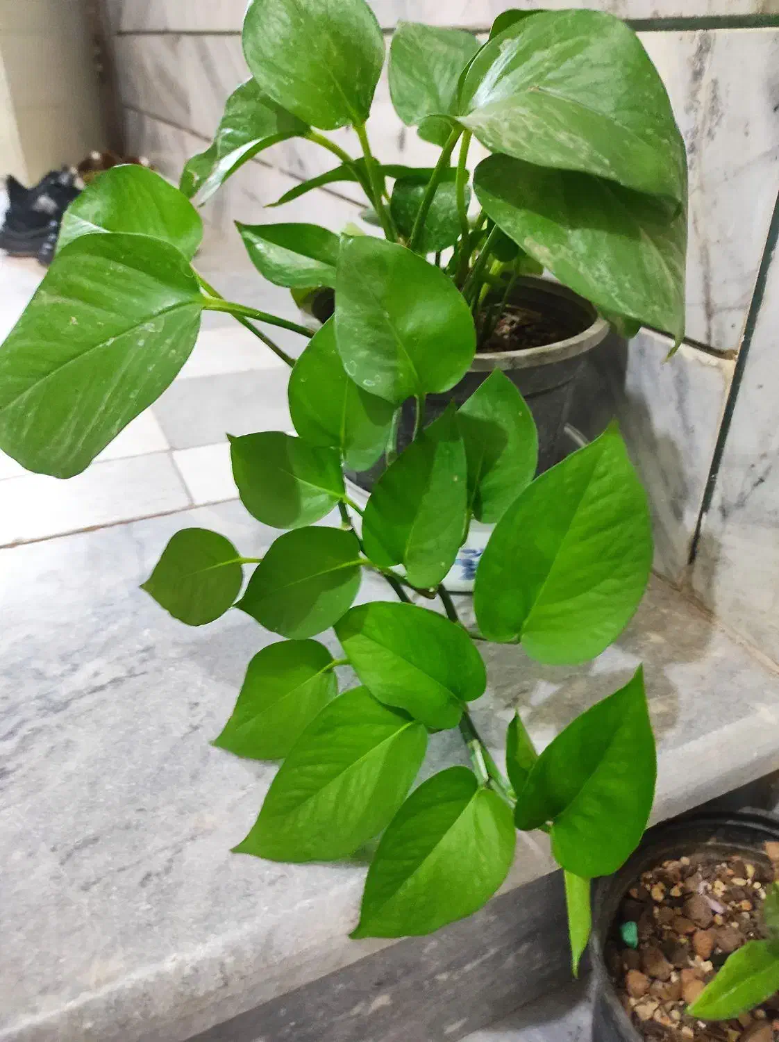 گل.|گل و گیاه طبیعی|بیرجند, |دیوار