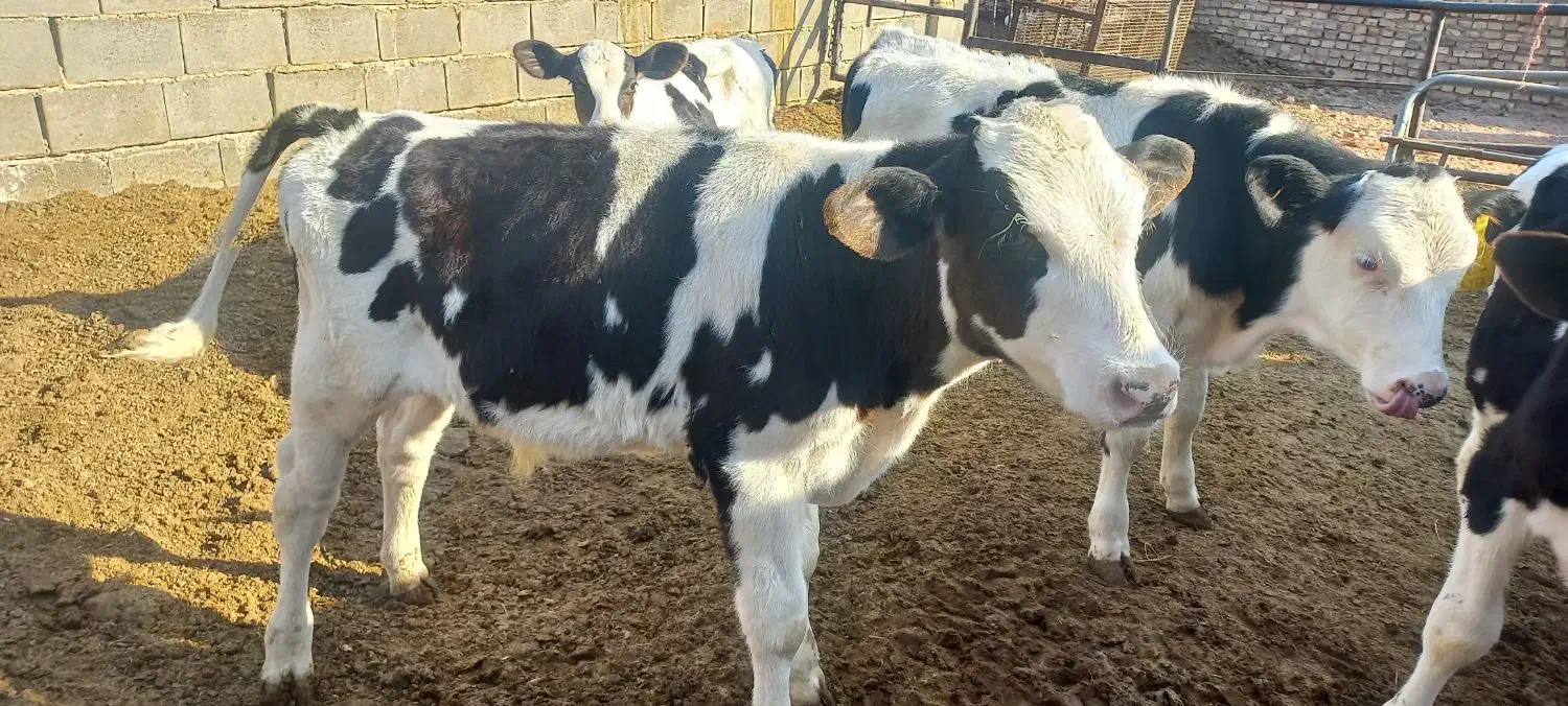 فروش گوساله نر شیر گرفته شده|حیوانات مزرعه|تفت, |دیوار