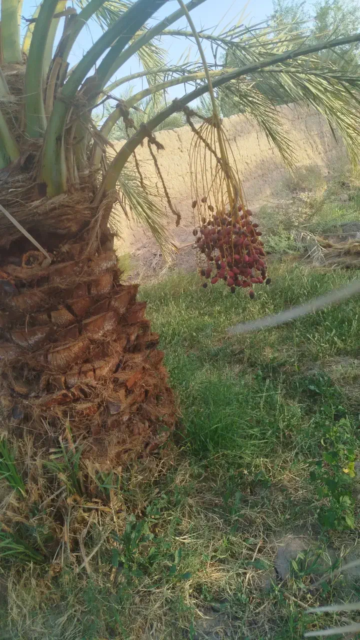 خدمات تراکتور با تیلر|خدمات باغبانی و درختکاری|بم, |دیوار