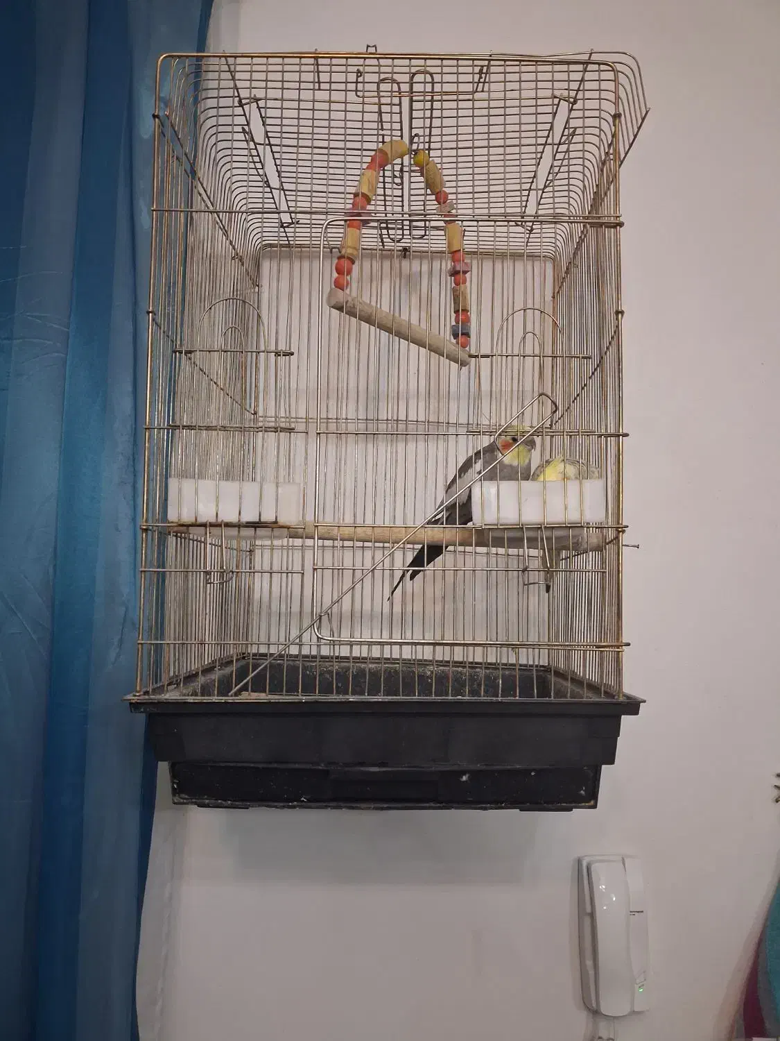 عروس هلندی|پرنده|ساوه, |دیوار