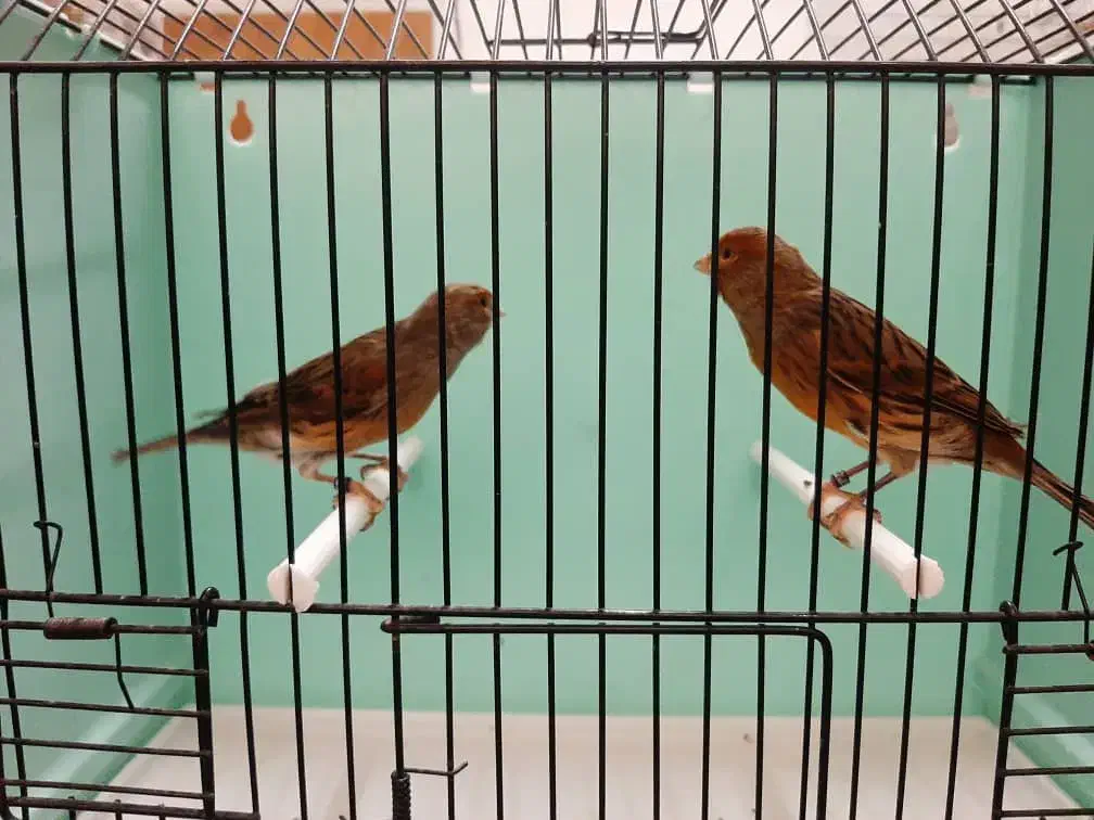 قناری سرخ سوخته|پرنده|رودهن, |دیوار