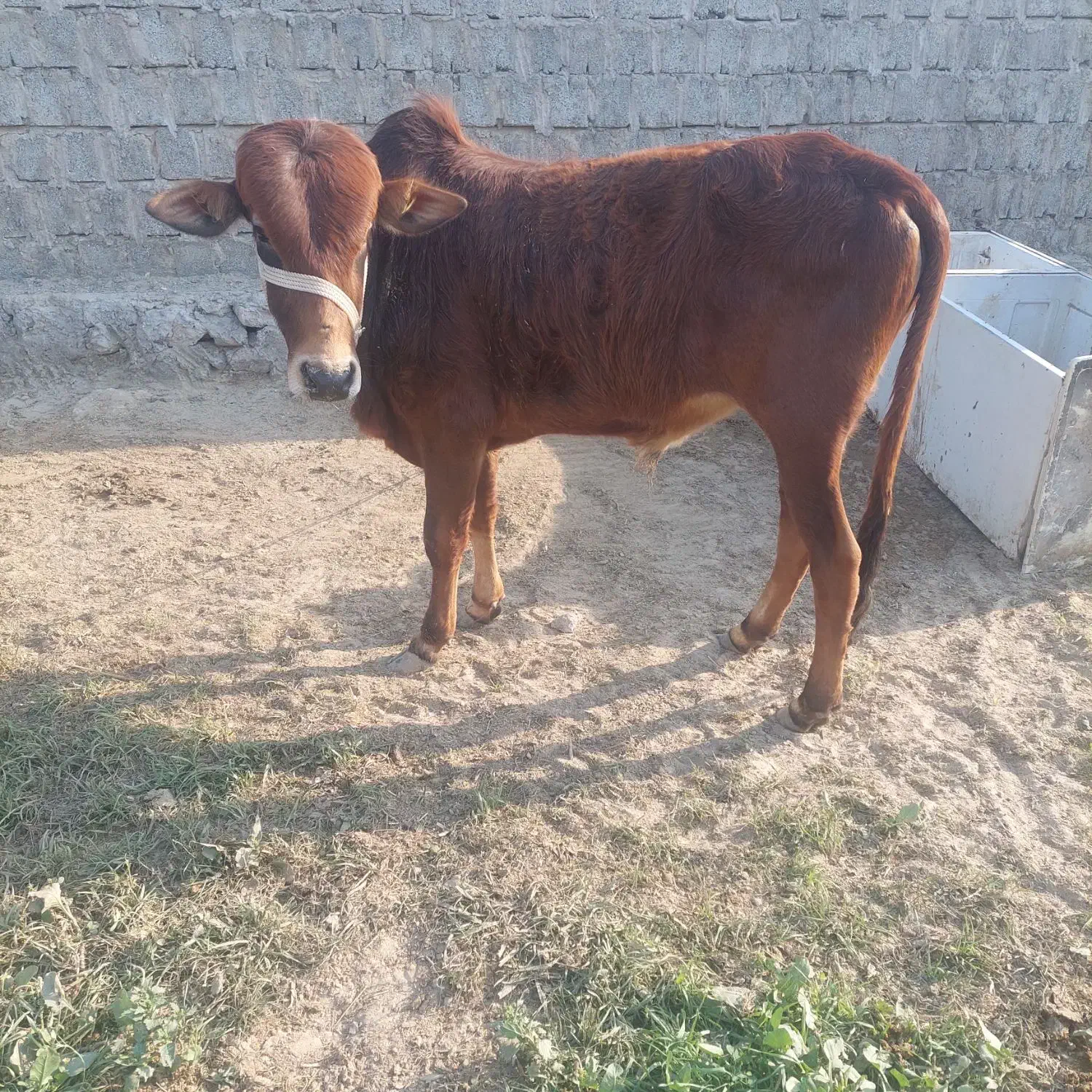 نرگا|حیوانات مزرعه|قشم, |دیوار