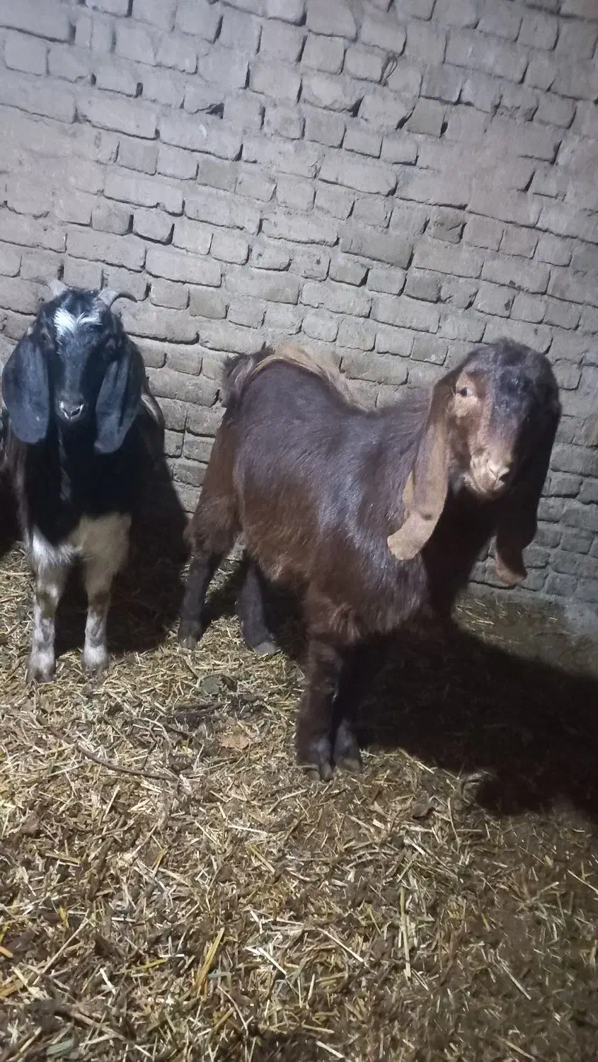 نر بز دورگ|حیوانات مزرعه|بشاریات, |دیوار