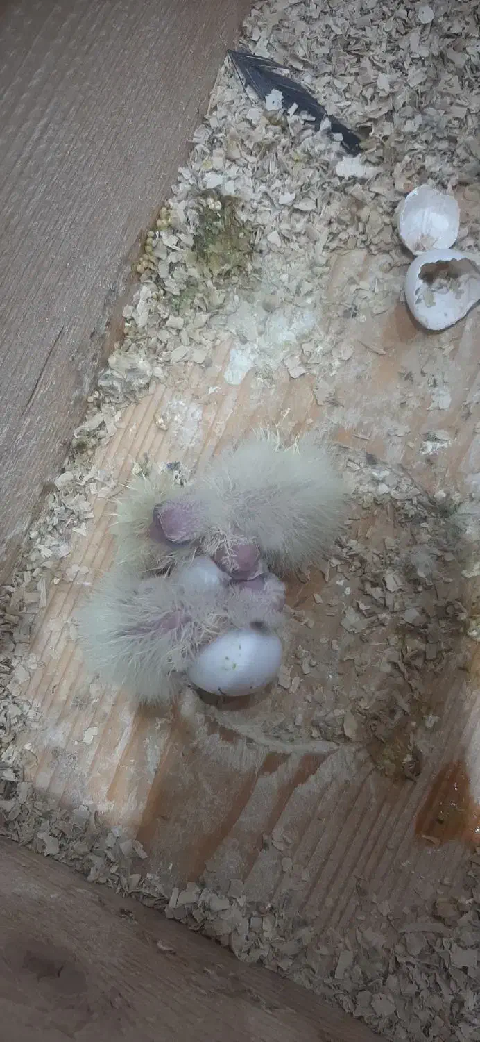 عروس|پرنده|رشت, شهرک صبا|دیوار