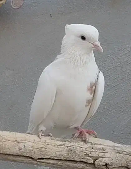 کفتر طوقی|پرنده|قروه, |دیوار