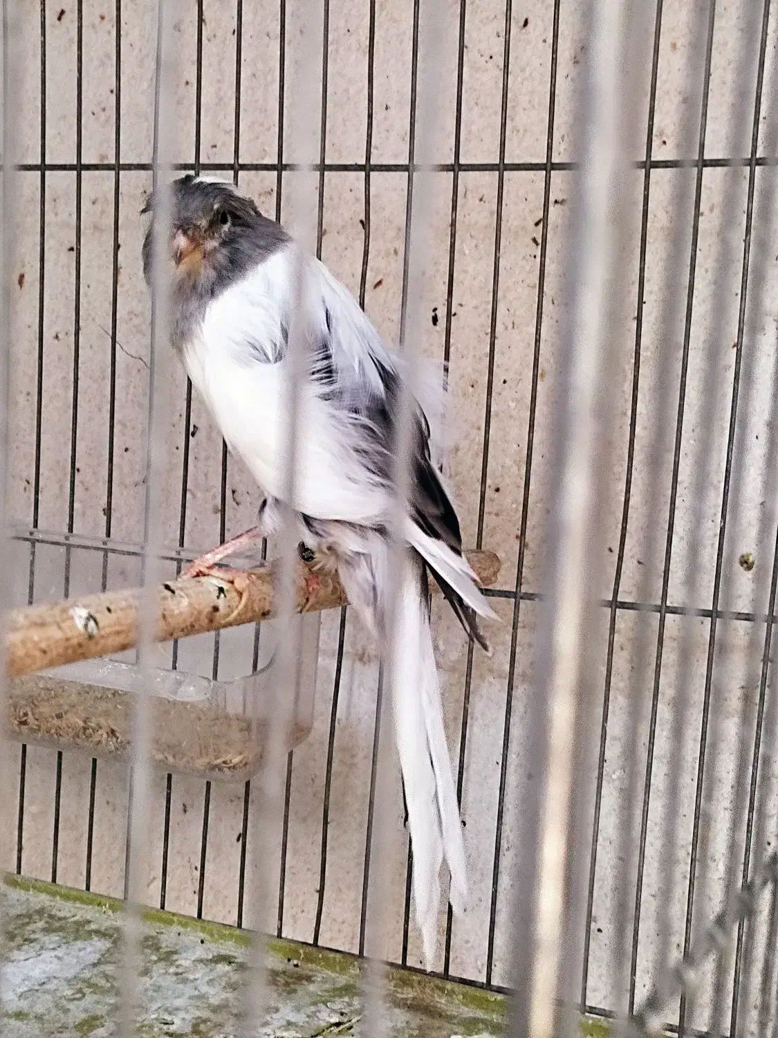 قناری بلند|پرنده|شیراز, فضلآباد|دیوار