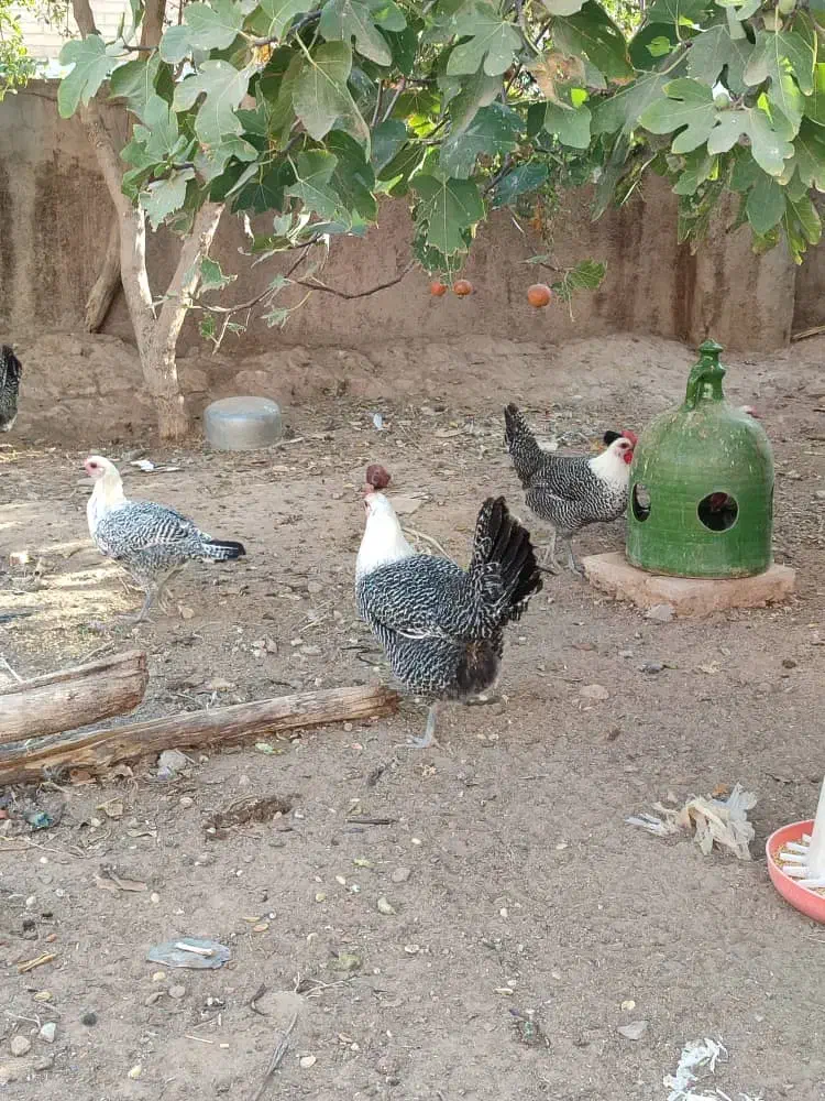 تخم مرغ نطفه دار و جوجه یک روزه|حیوانات مزرعه|یزد, |دیوار