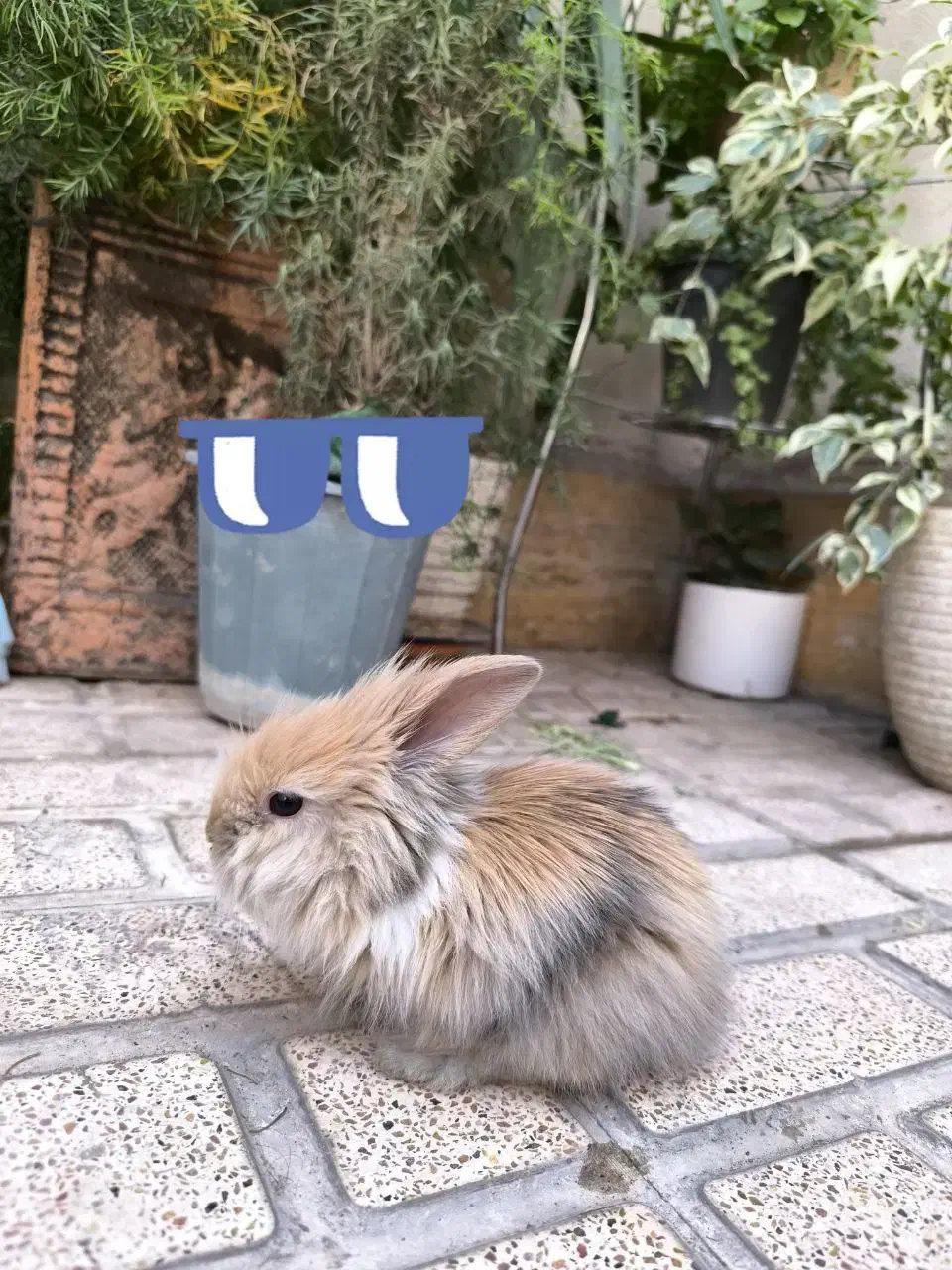 خرگوش مینی لوپ|موش و خرگوش|تهران, مینای شمالی (مخبر)|دیوار