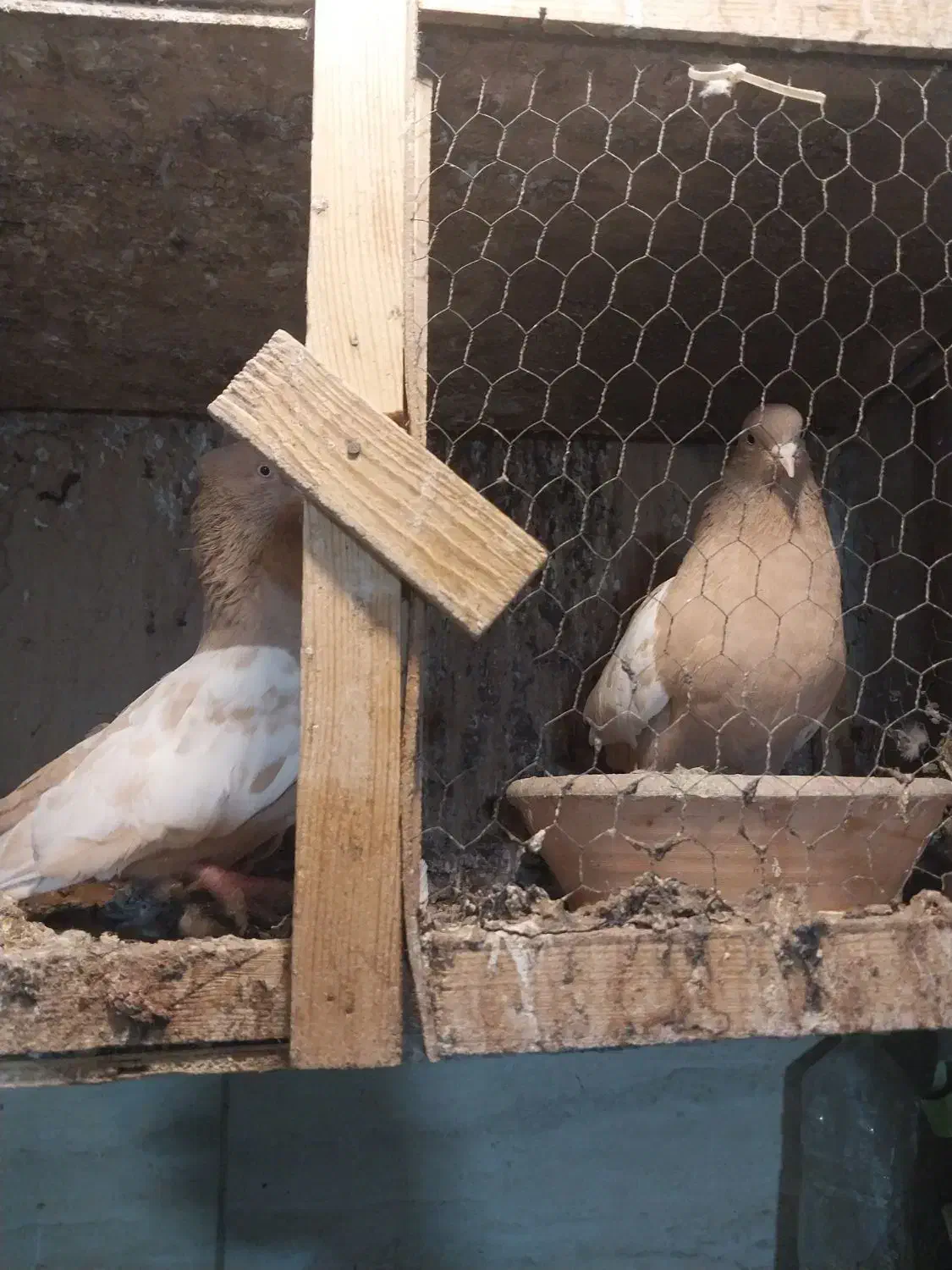 نداشتن وقت رسیدگی کم بود جا|پرنده|کرج, حسن آباد|دیوار