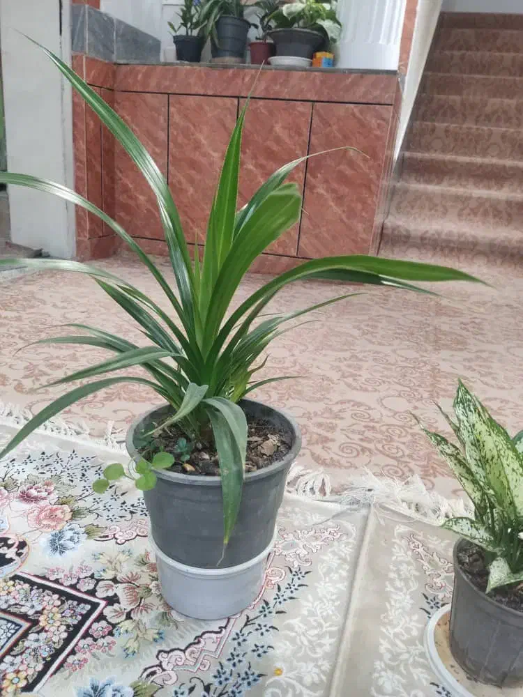 گلدون پریوش زیبا مخصوص باغچه در تمام فصلها گل دارد|گل و گیاه طبیعی|نورآباد ممسنی, |دیوار